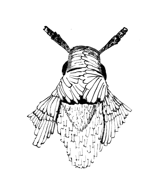 Head and thorax of Coleophora spec. (Coleophoridae).